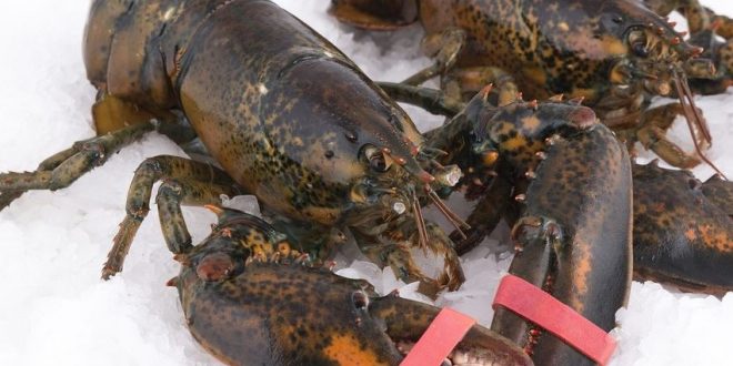 Untung Miliaran, Tetapi Ekspor Lobster Dilarang, Kenapa?